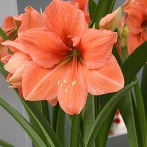Rilona Amaryllis SEEDS 6 seeds in total RARE